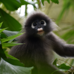 Projek Langur: Jambatan Pulau Pinang, Perbandaran dengan Kesejahteraan Hidupan Liar